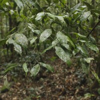 Diospyros acuminata (Thwaites) Kosterm.